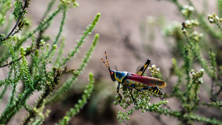 A colourful grasshopper at Fort Governors Estate, South Africa