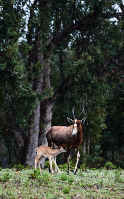 A young Blesbok lamb drinking at its mother