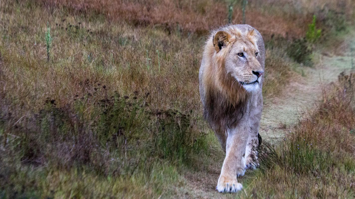 A male lion at Shamwari Private Game Reserve , South Africa