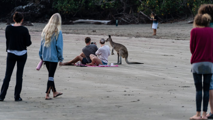 A grey kangaroo checking on the tourists at Cape Hillsborough beach, Queensland, Australia