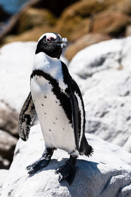 An African penguin at Stony Point Nature Reserve, South Africa