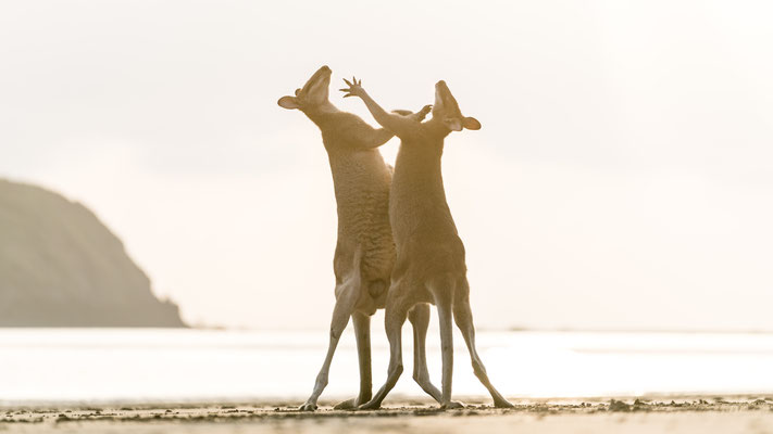 Two wallabies fighting at Cape Hillsborough beach, Queensland, Australia