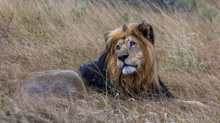A male lion at Shamwari Private Game Reserve, South Africa