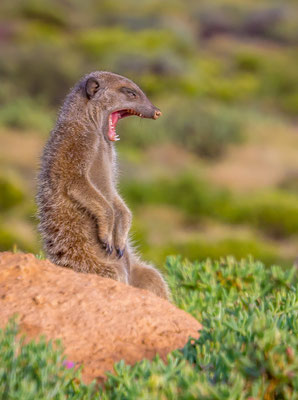 Meerkat in Oudtshoorn, South Africa