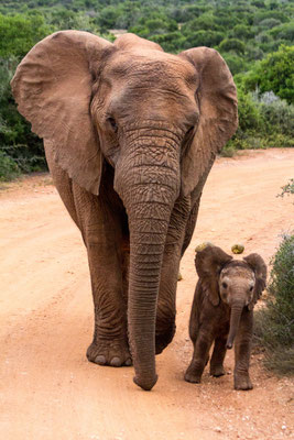 An elephant bull at Addo Elephant National Park, South Africa
