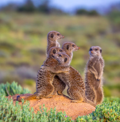 Meerkat in Oudtshoorn, South Africa