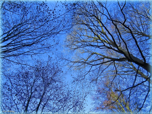 Baumwipfel / Canon PowerShot SX50 HS