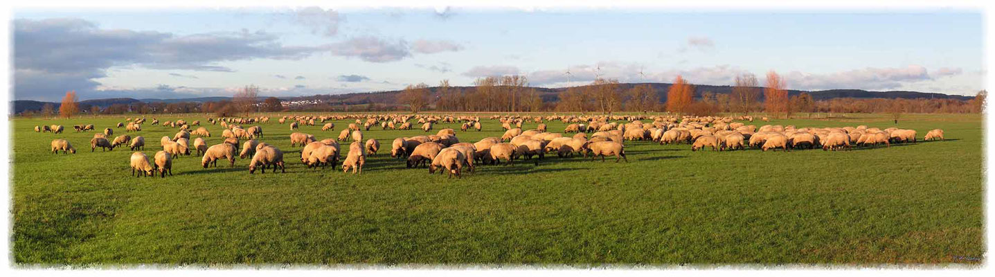 Schafherde (Freihandpanorama) / Canon PowerShot SX50 HS