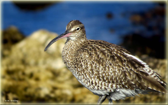 Regenbrachvogel Numenius phaeopus - Teneriffa /  Canon PowerShot SX50 HS