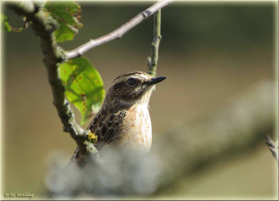 Braunkehlchen / Canon PowerShot SX50 HS