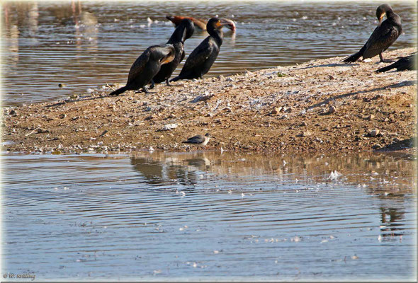 Knutt / Canon EOS 80D mit TAMRON SP 150-600mm F/5-6.3 Di VC USD A011