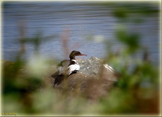 Mausernder Gänsesäger 11. Juli 2020 auf der Ohm / Canon PowerShot SX50 HS