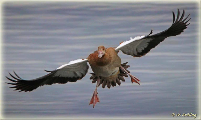 Nilgans / Canon EOS 80D mit TAMRON SP 150-600mm F/5-6.3 Di VC USD A011