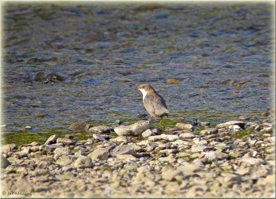 Wasseramsel