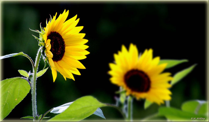 Sonnenblumen / Canon EOS 80D