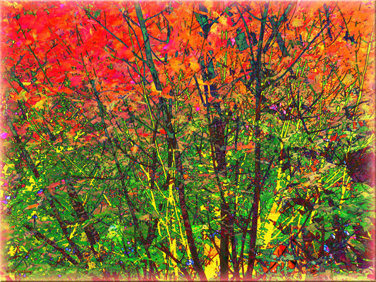 Bäume im Herbst  - DSC-HX100V (Doppelbelichtung)