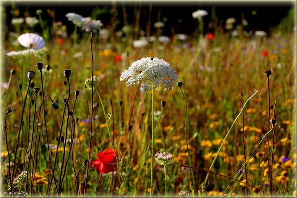 Blumenwiese im Spätsommer / Canon EOS 80D