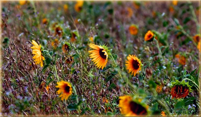 Sonnenblumen im Schröcker Feld / Canon EOS 80D / 1/800 Sek. f/5,6 226 mm