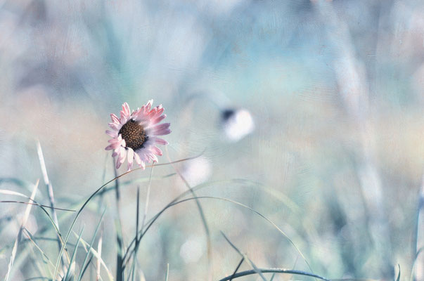 Gänseblümchen