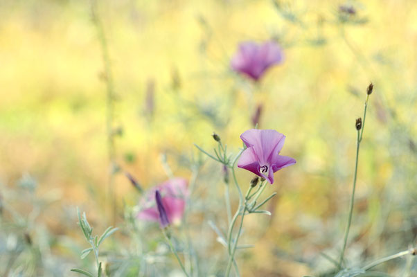 Malvenblüten im Licht