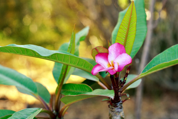 Frangipani