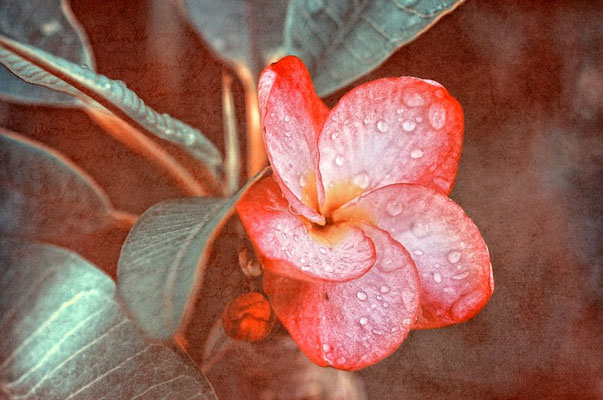 Frangipani