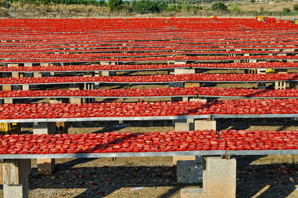 Tomaten werden in der Sonne getrocknet