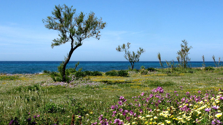 Frühlingswiese am Meer in Torre S. Giovanni 