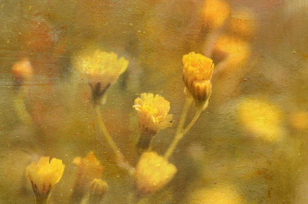 wild flowers in yellow