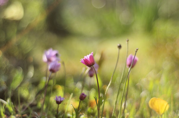 Wiesenblumen 