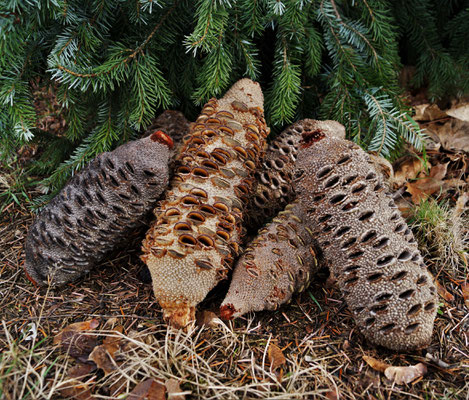 Banksia Grandis Zapfen