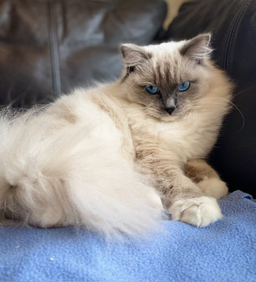 Upsylone des Jazzycat Dolls