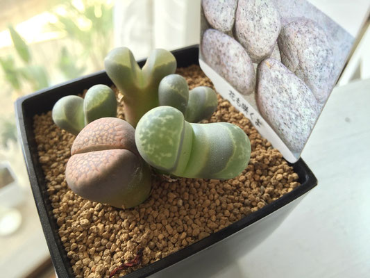 プニプニした多肉植物はかわいいと大人気♪