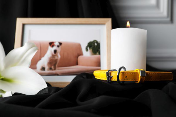 Im Vordergrund Teil einer weißen Lilie und brennende weiße Kerze umringt von gelben Hundehalsband, beides auf schwarzem Tuch. Dahinter Bild von Jack-Russel-Hund sitzend auf beigen Sofa mit Grünpflanze seitlich.