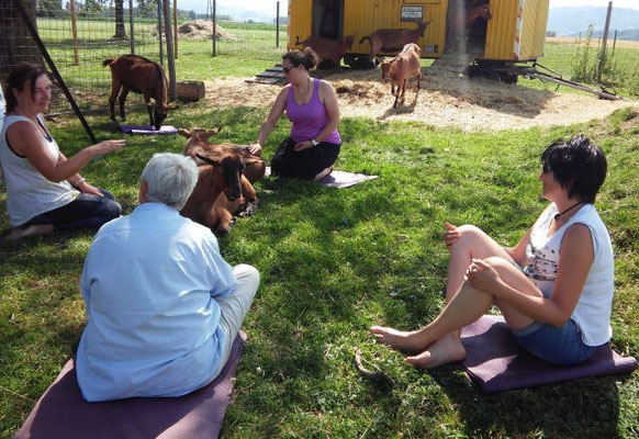 Vier Seminarteilnehmerinnen sitzen im Kreis auf der Wiese auf Yogamatten. Umgeben von mehreren braunen Ziegenböcken.