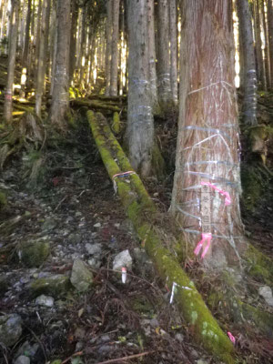 寺谷登山口う回路入口