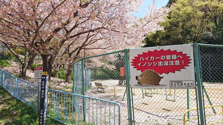 縦走路沿いの公園では、まだまだ桜が健在