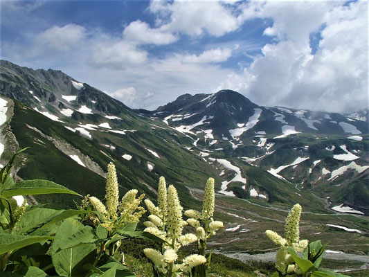 コバイケイソウと浄土山と雄山