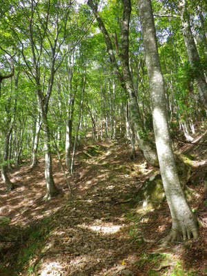 爽快なブナ林を歩く登山道