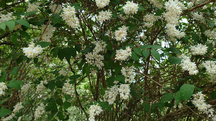 ウツギの花です