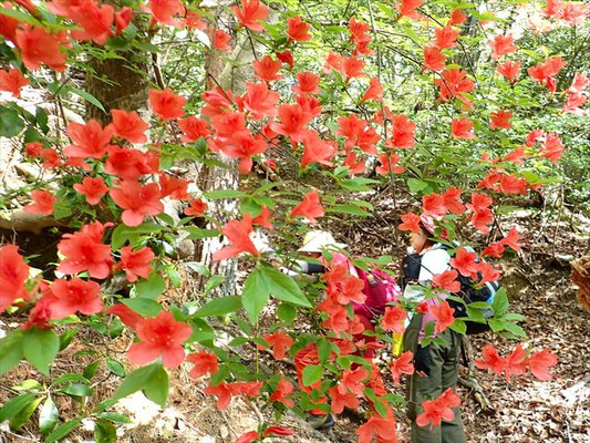 登山口取り付きのヤマツツジ
