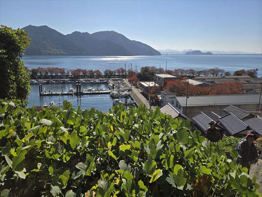 沖島港