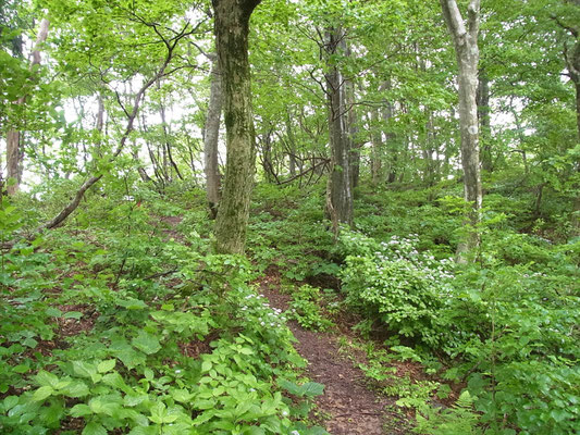 登山道脇にはコアジサイが咲いています