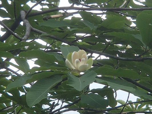 ホオ の花を見ることができた。
