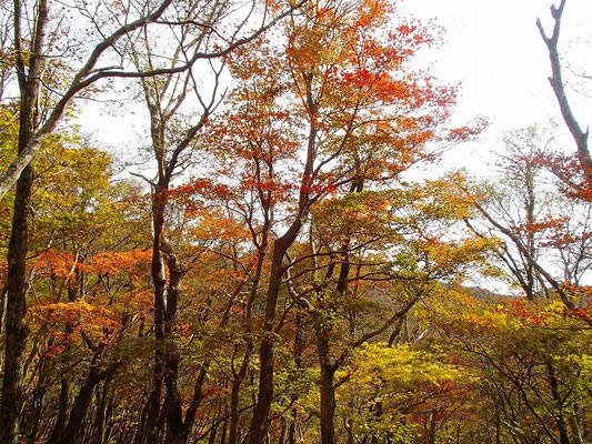 紅葉に包まれて進んで行くと