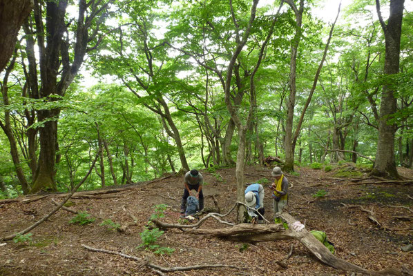 ６.急登過ぎて一休み