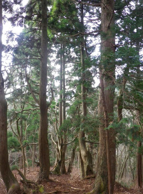 コヤマノ岳登山道付近の立派な杉の木