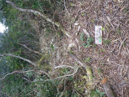 音波山山頂。下谷山に向けて、刈り払いが進んでいる。