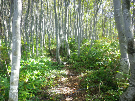 登りはきついが、こもれびと風が爽やかなブナ林