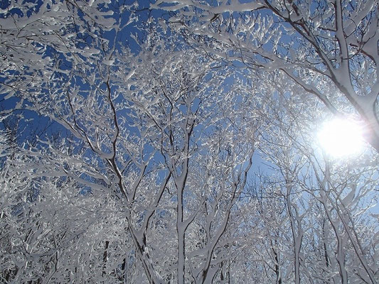 樹木の一方向に雪が付着しているので
